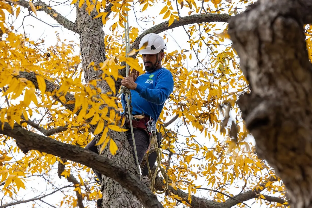 Skilled Tree Trimming crew working in Monticello